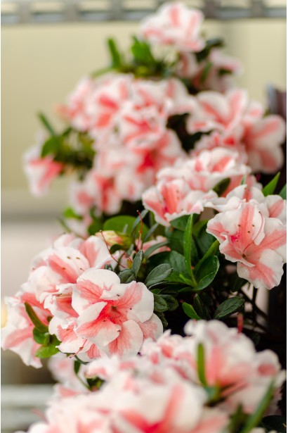 Рододендрон Starburst цветы